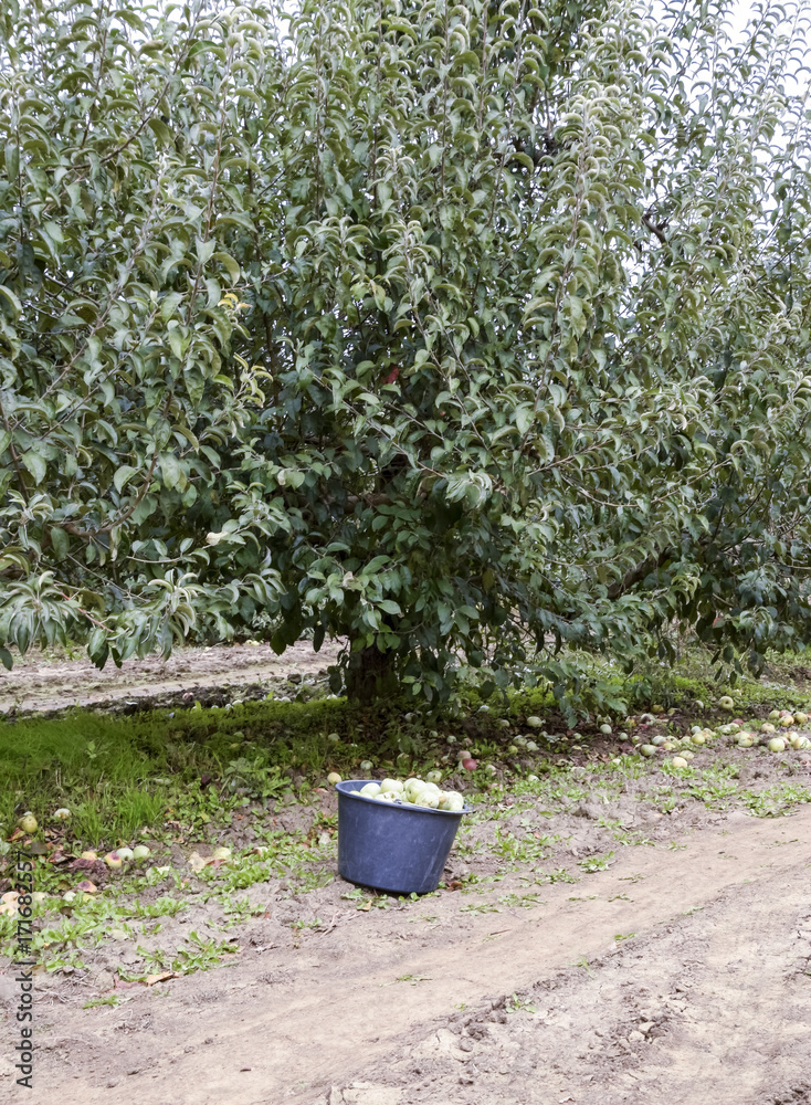A bucket with apples in the garden. Apple orchard. Rows of trees A bucket with apples in the garden. Apple orchard. Rows of trees