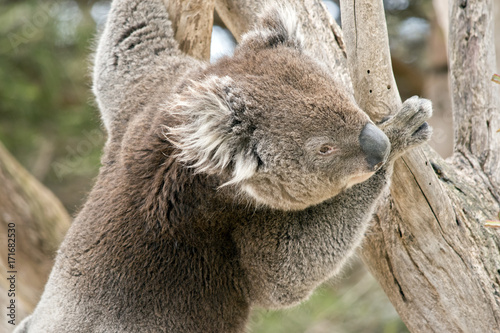 Fototapeta Naklejka Na Ścianę i Meble -  koala