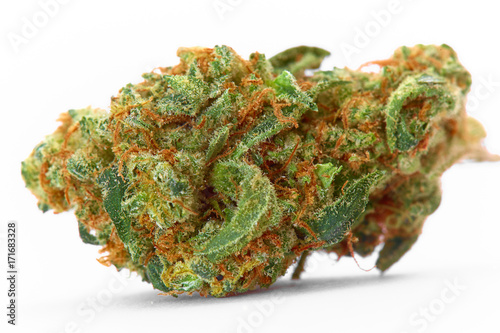 Close up of medical marijuana sativa strain Space Queen isolated on white background