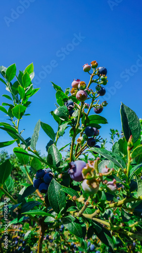 Group bush of a ripe and green blueberries on tree at organic farm in Burlington, Washington, USA. Soft and select focus. Blueberries harvest picking season background.