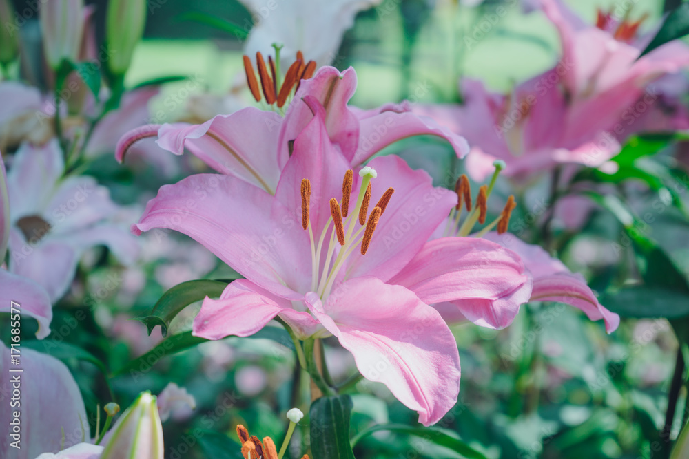 Fototapeta premium Lilies Flowers Bouquet in the garden. Spring Flowers