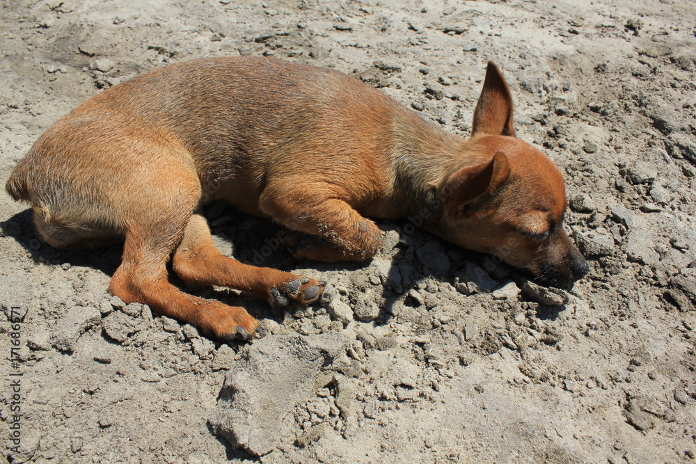 Fototapeta premium Toy terrier lies on the sandy beach 31248
