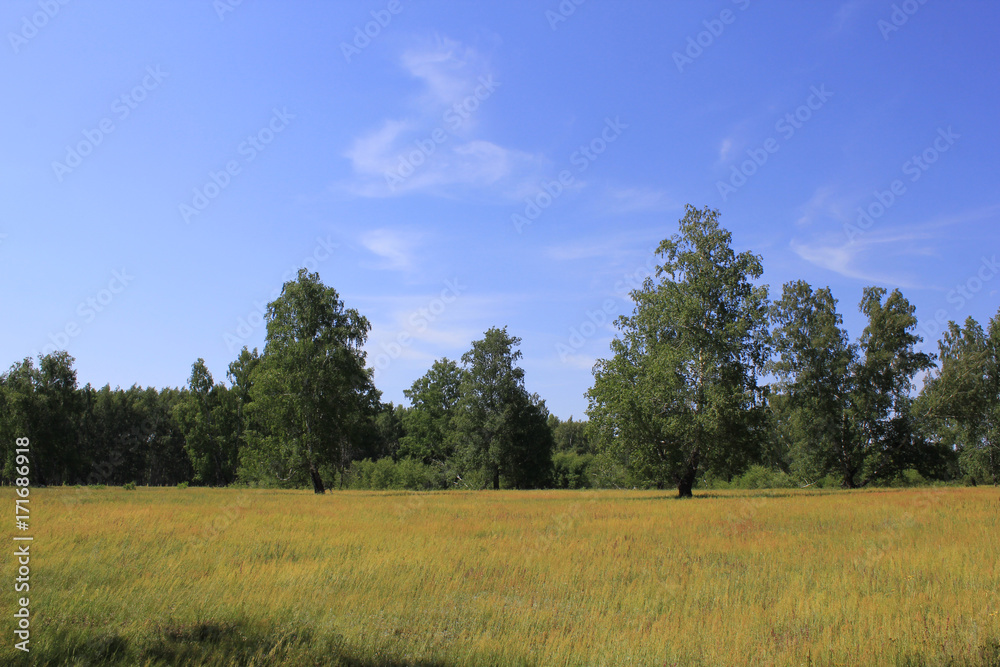 Beautiful summer landscape 31006 Beautiful summer landscape 31006