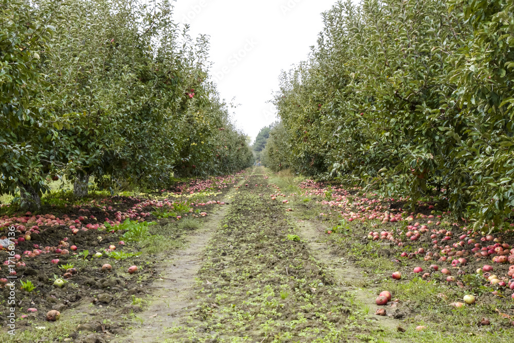 Apple orchard. Rows of trees and the fruit of the ground under t Apple orchard. Rows of trees and the fruit of the ground under t