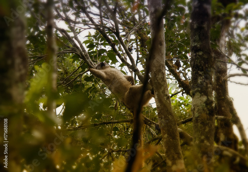 Lemur. National park. Madagascar