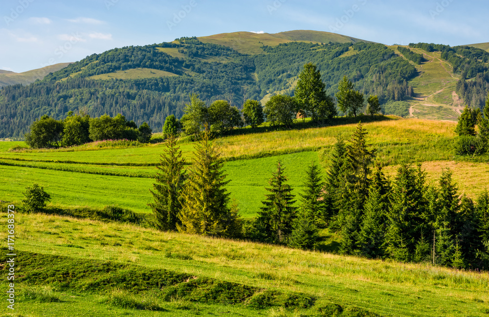 beautiful countryside with trees on hillside. lovely mountainous landscape in summer