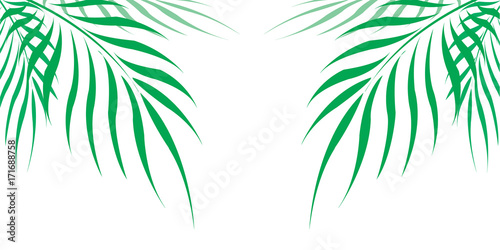 Graphic Leaves of coconut abstract pattern background Green - light green on white background, Vector illustration © kaittisak