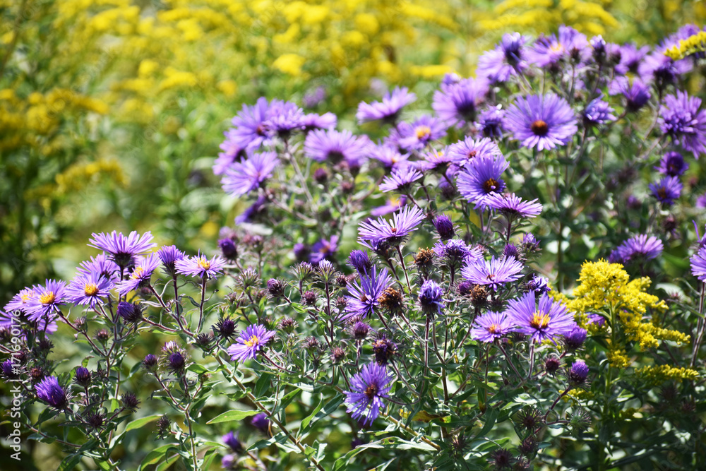 Fototapeta premium purple flowers