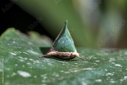 Mariposa-valkeri (Moresa valkeri) | Moth photographed in Linhares, Espírito Santo - Southeast of Brazil. Atlantic Forest Biome.  photo