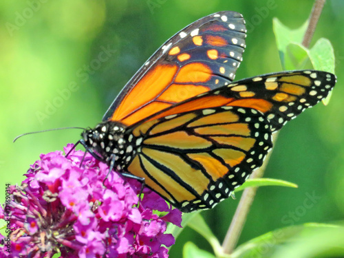  Toronto Lake Monarch butterfly and flower 2017 © emkaplin