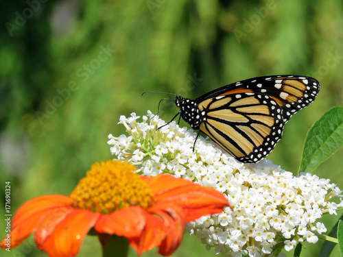  Toronto Lake Monarch butterfly and flowers 2017 © emkaplin