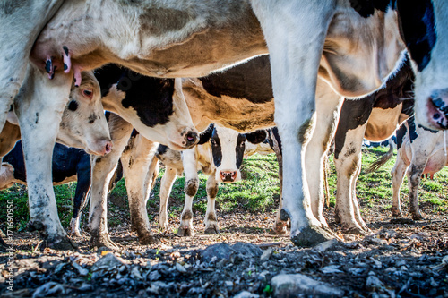 Dairy cow peeking under the herd