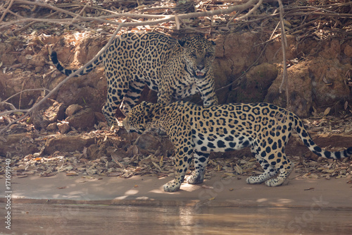 Brazilian Pantanal - Jaguar