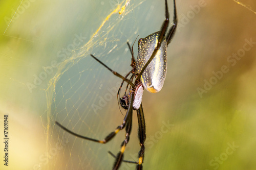 Aranha-de-teia-amarela (Nephila clavipes) | Golden orb-web spider photographed in Linhares, Espírito Santo - Southeast of Brazil. Atlantic Forest Biome.  photo