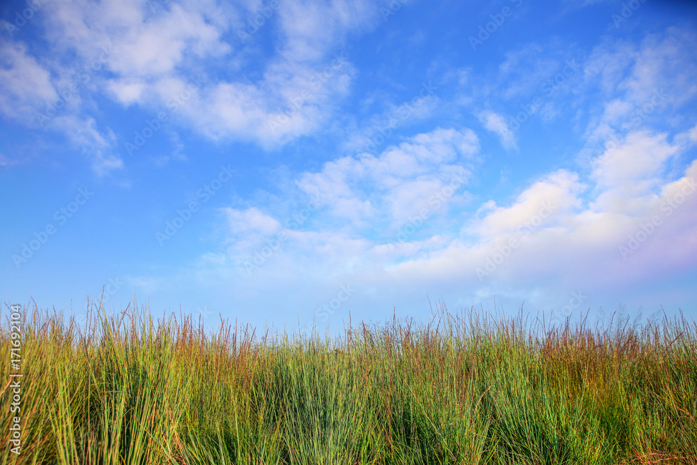 Meadow grasses against a blue sky with clouds Meadow grasses against a blue sky with clouds