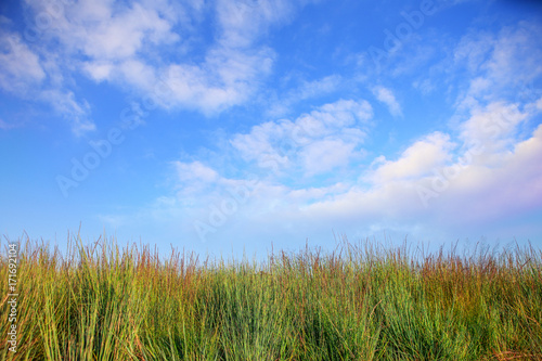 Meadow grasses against a blue sky with clouds