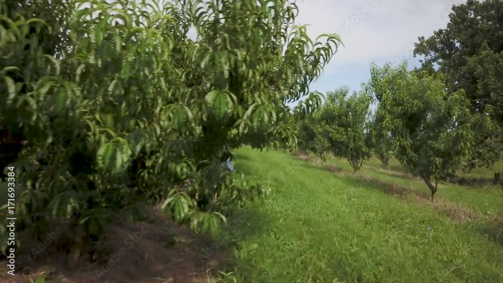 Tractor in peach and plum orchard with men picking peaches.