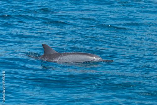 Spinner dolphin  Stenella longirostris  swimming in Pacific ocean  