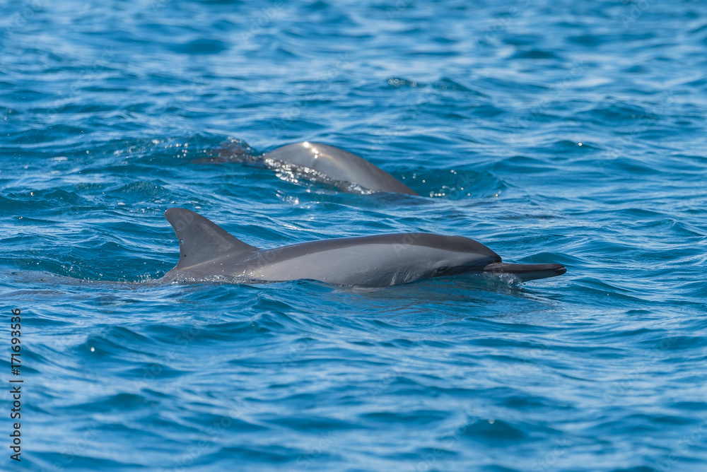 Fototapeta premium Spinner dolphin, Stenella longirostris, swimming in Pacific ocean