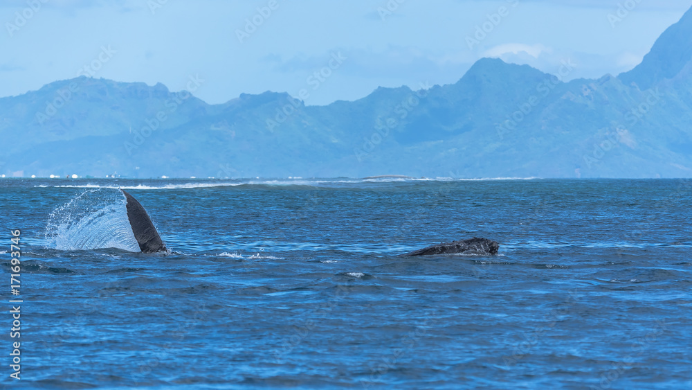 Fototapeta premium Humpback whale swimming in the Pacific Ocean in front of the island of Moorea