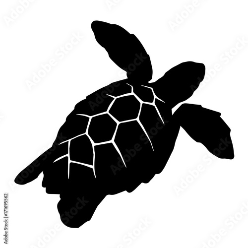 graphic sea turtle, vector