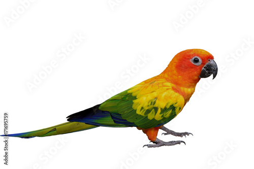 Beautiful yellow parrot bird from head to tail and claws isolated on white background, Sun Conure Parakeet (Aratinga solstitialis)