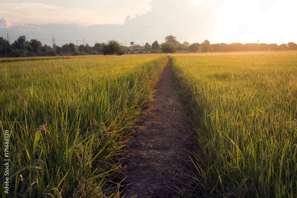 Obraz premium Rice field view before Sunset.