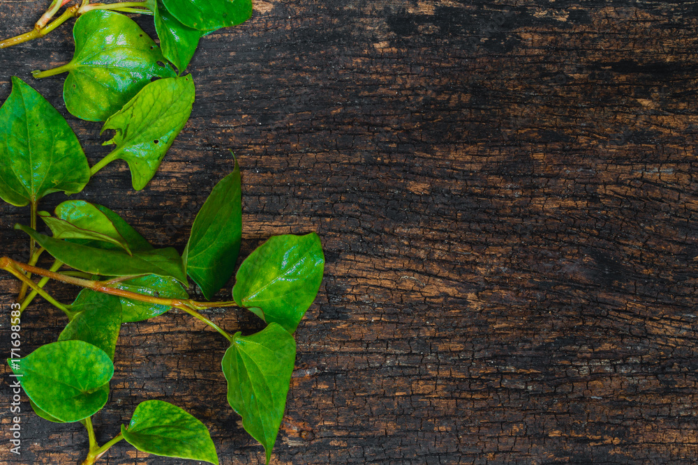 Naklejka premium Houttuynia Cordata Fish plant or Plu Kaow vegetable with fish smell herb asian healthy food