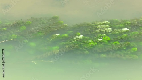 fresh hydrilla verticillata in canal photo