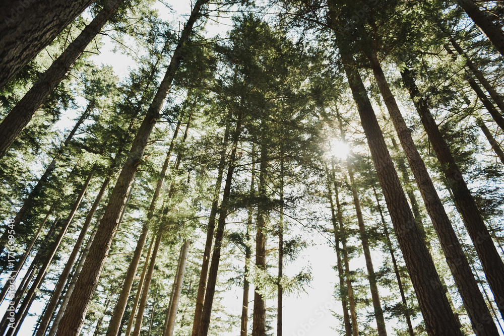 Fototapeta premium Looking up towards tall Oregon Trees