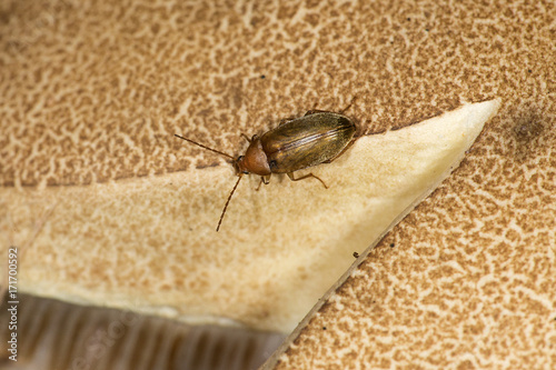 Leaf beetle crawling on a bolete mushroom in New Hampshire.