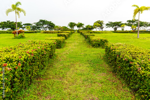 A Path to the Center of a Garden with Flowers and Green Plants on Both Sides