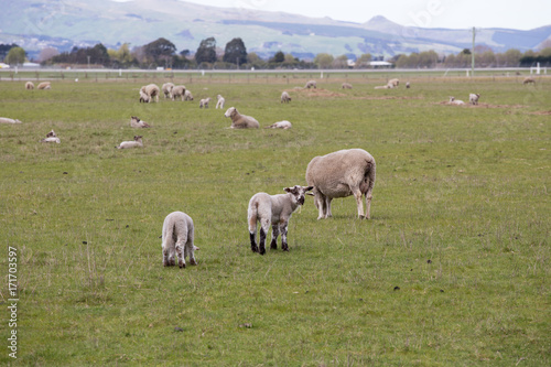 Lamb season