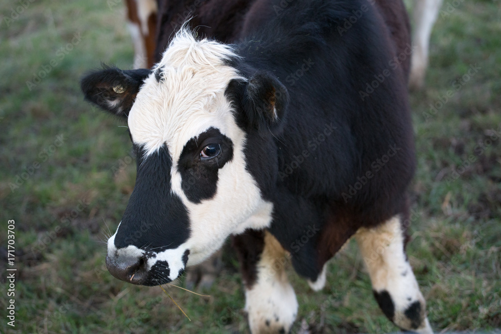 Cow Cow