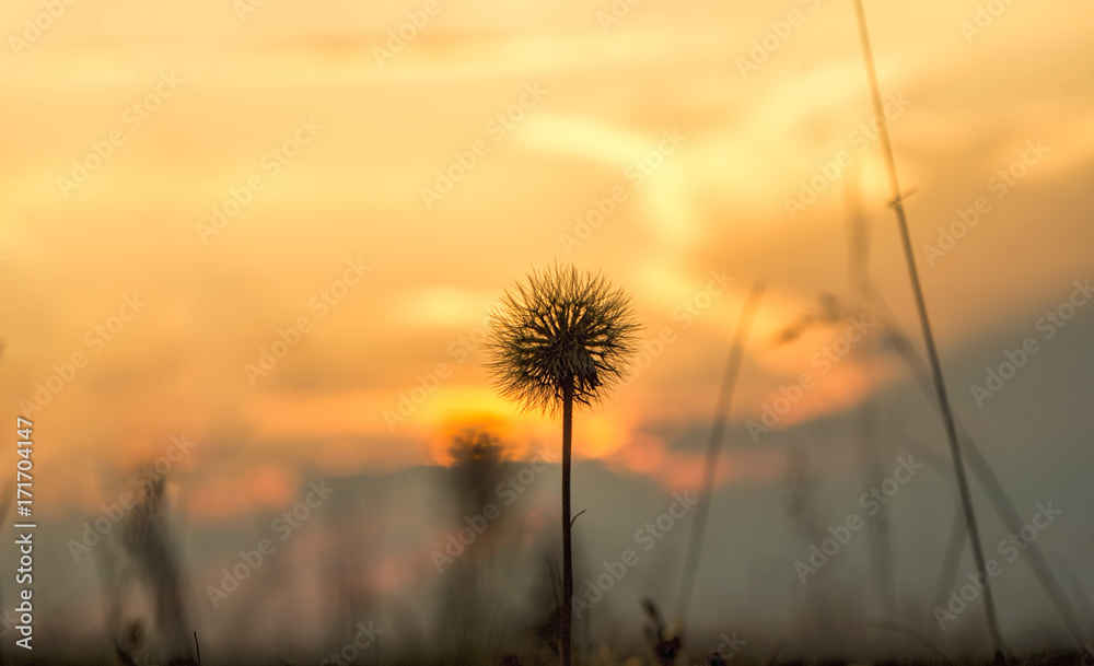 blurred dandelion background