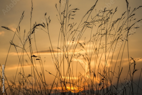 Grass on sunset