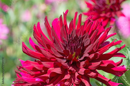 Fototapeta Naklejka Na Ścianę i Meble -  Dahlien, Dahlias