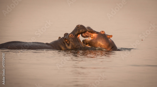 Hippopotomus fighting in Chobe National Park