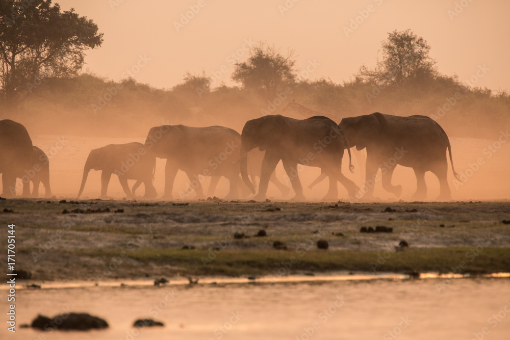 Elephants dust bathing at sunset, Chobe River, Chobe National Park