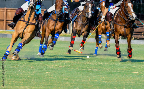 Horses and Polo player