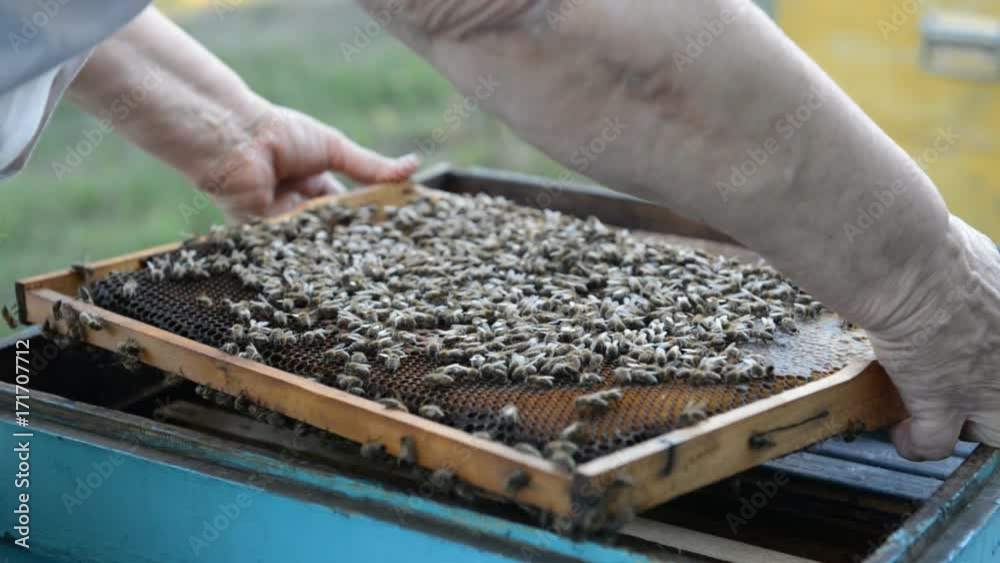 The beekeeper opens the beehive and inspects the bees at sunset in the summer. The beekeeper opens the beehive and inspects the bees at sunset in the summer.