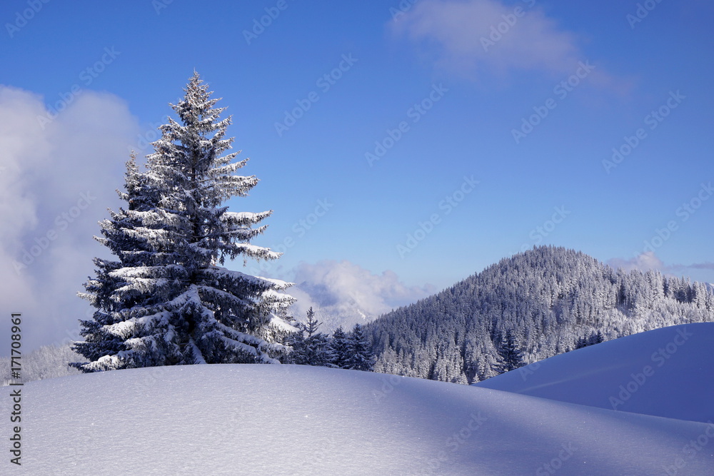 Obraz premium Winterlandschaft mit Schnee auf Tannen