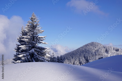 Winterlandschaft mit Schnee auf Tannen  © Andreas P