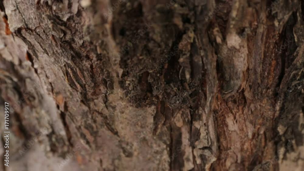Ants Climb Up the Tree Ants Climb Up the Tree