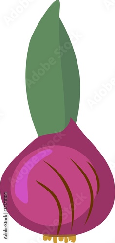 Sprouted bulb of hyacinth
