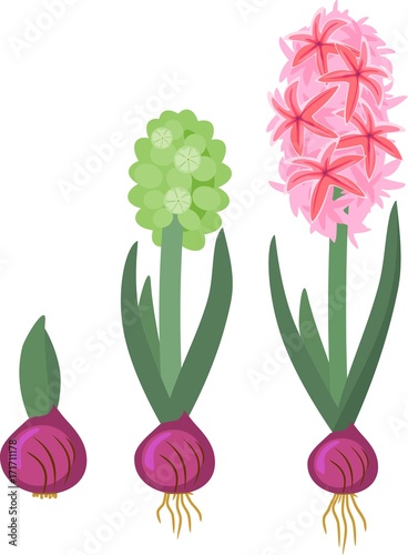 Hyacinth growth stage. Life cycle of garden hyacinth
