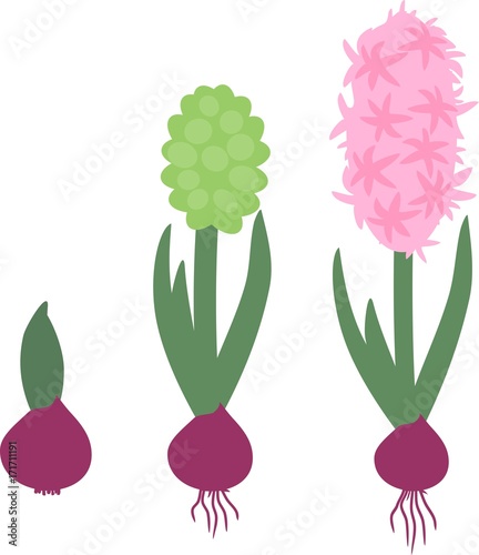 Hyacinth growth stage. Life cycle of garden hyacinth
