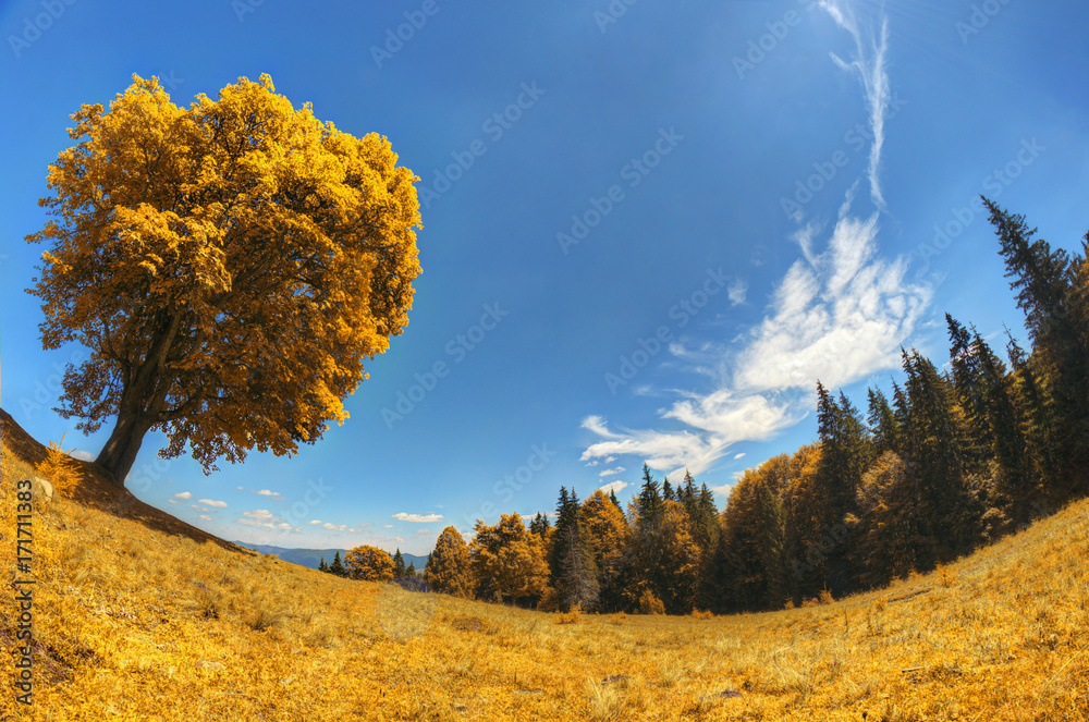 Fototapeta premium lonely yellow tree in the alpine meadow against a deep blue sky with clouds
