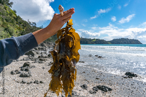 woman hand holding brown kelp on the beach photo