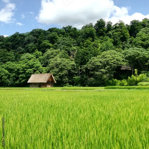 Bosque entre montañas, flores, árboles y campos de arroz con casas rurales históricas entre naturaleza